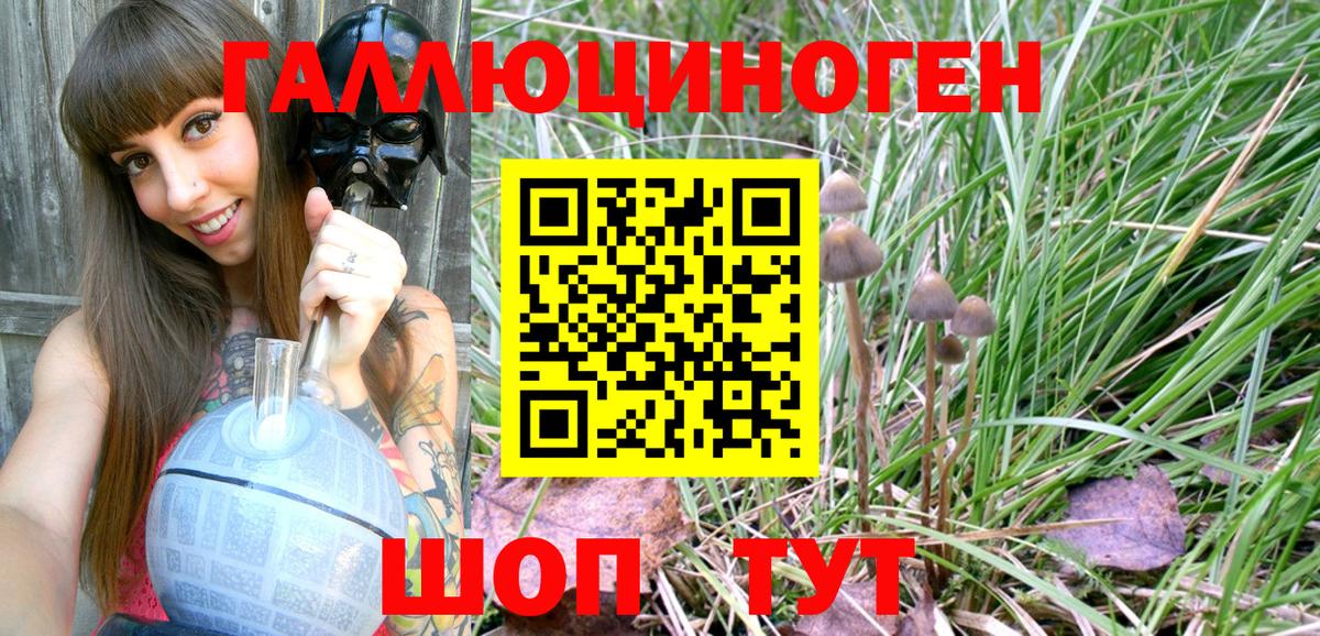 где купить   Острогожск  Галлюциногенные грибы Psilocybine cubensis 